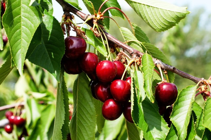 Süßkirsche 'Hedelfinger Riesenkirsche' • Prunus avium 'Hedelfinger Riesenkirsche'