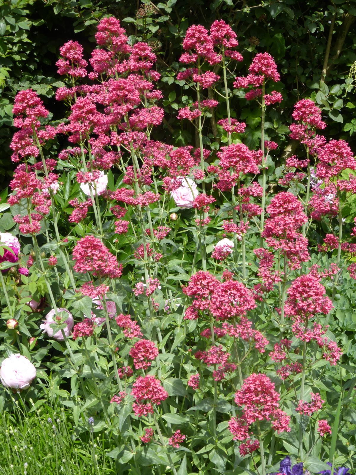 Rotblühende Spornblume 'Coccineus' • Centranthus ruber 'Coccineus' Ansicht 3