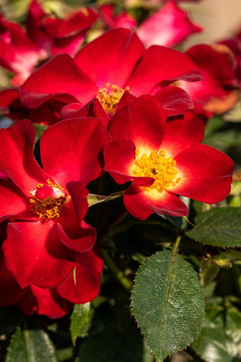 Bodendeckerrose 'Bienenweide'®, Rot • Rosa 'Bienenweide'®, Rot Containerware Ansicht 1