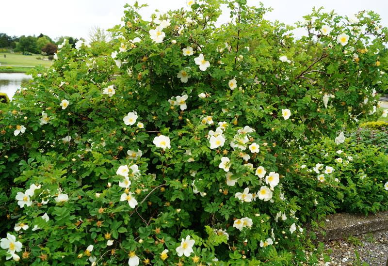 Bibernell-Rose • Rosa pimpinellifolia Ansicht 2
