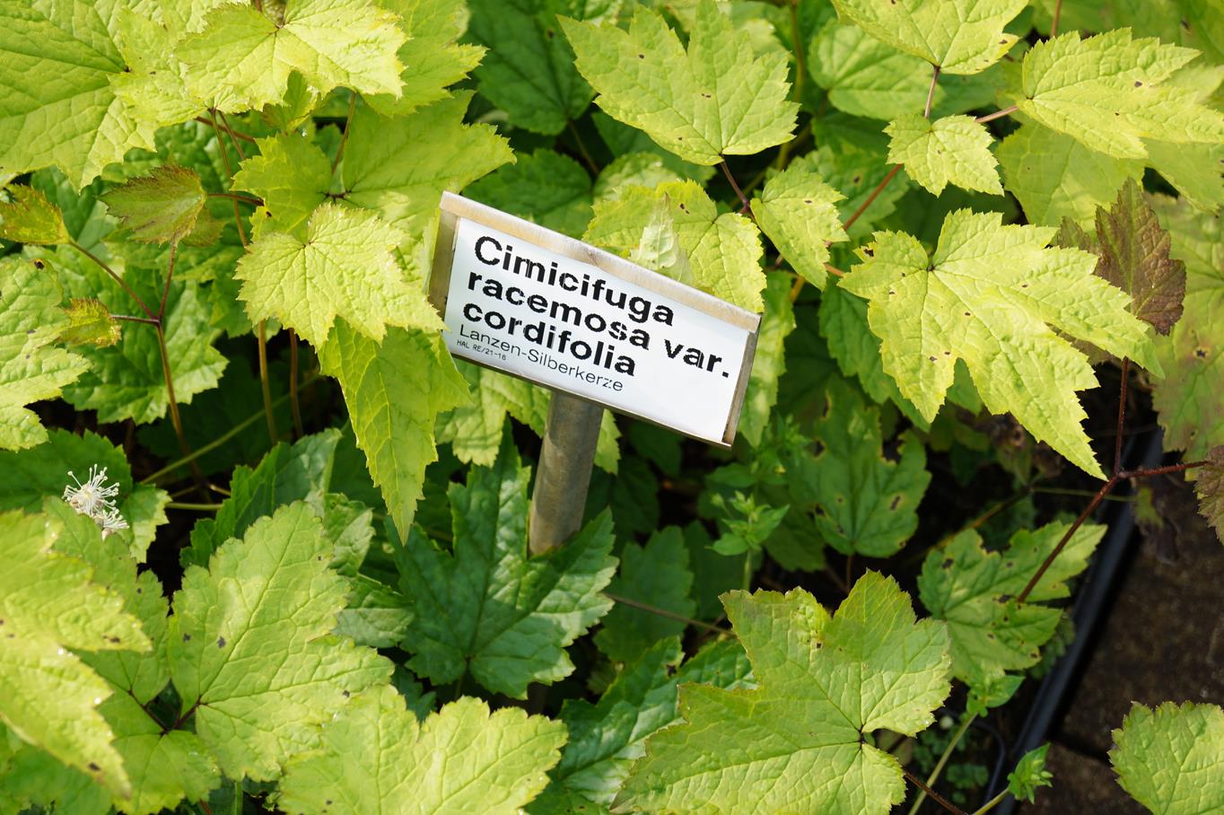 Lanzen Silberkerze • Cimicifuga racemosa var.cordifolia Ansicht 7
