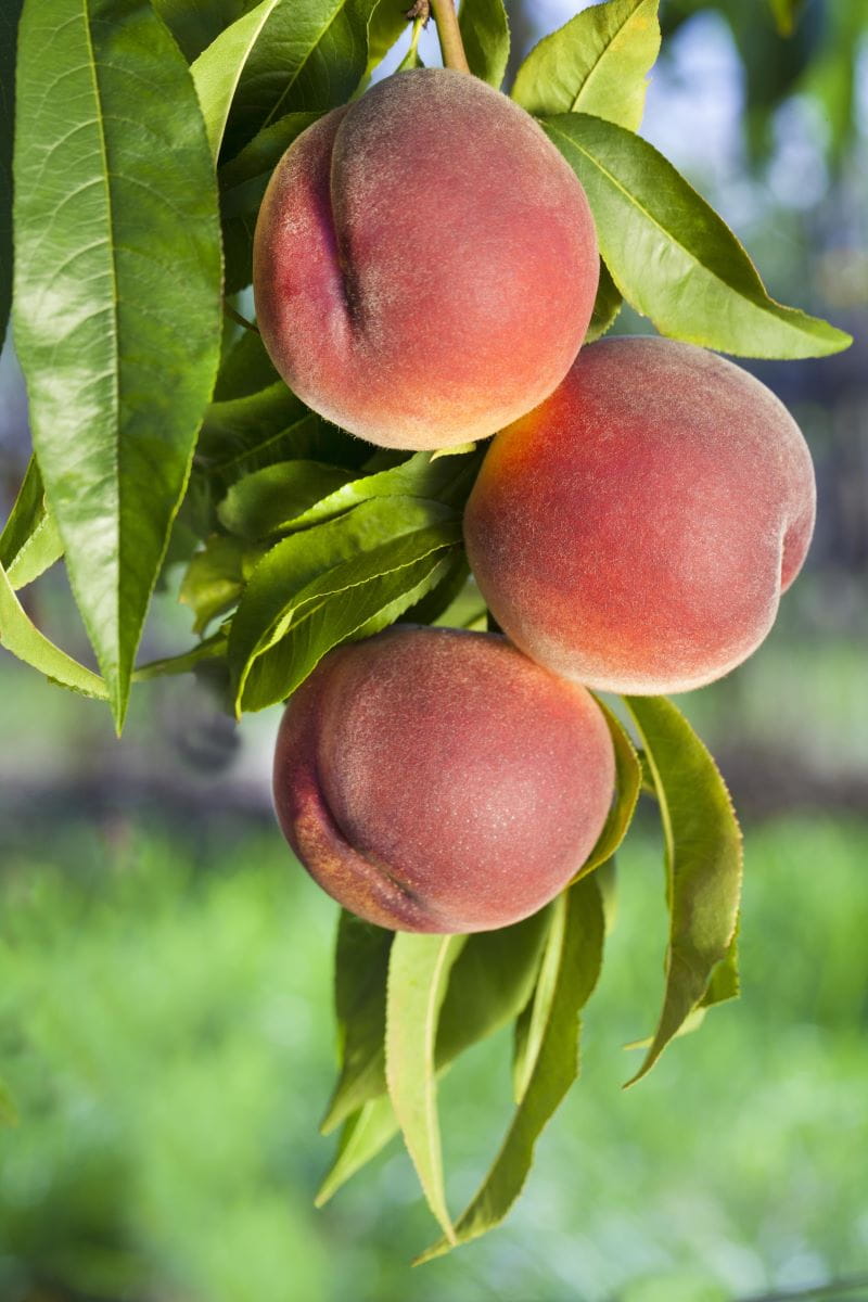 Pfirsich Rekord von Alfter • Prunus persica Rekord von Alfter Containerware 120 - 160 cm hoch Ansicht 1