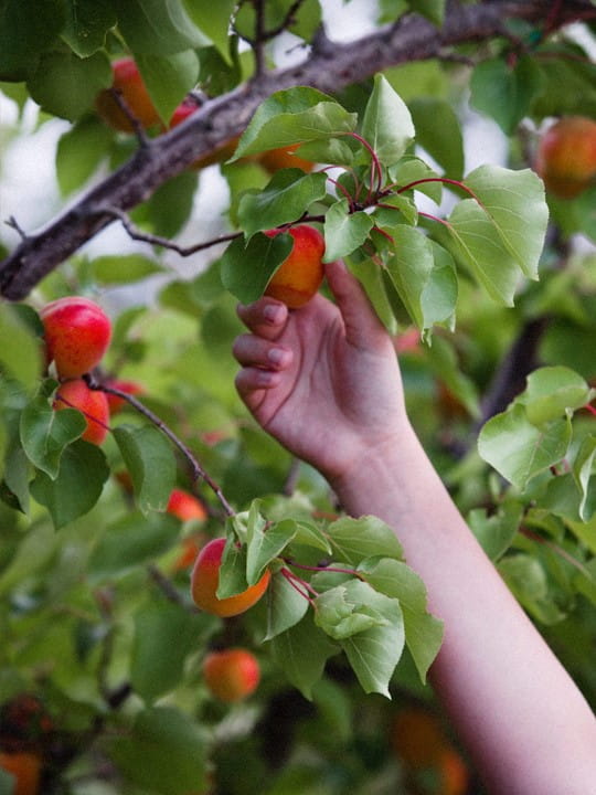 Obstbäume
