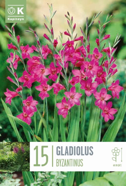 Blumenzwiebel - Gladiolus communis ssp. byzantinus 15er Packung