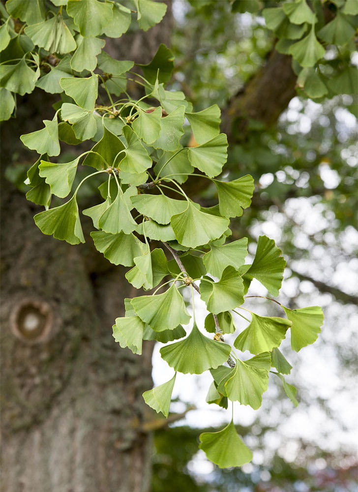Stauden - Fächerblattbaum • Ginkgo biloba