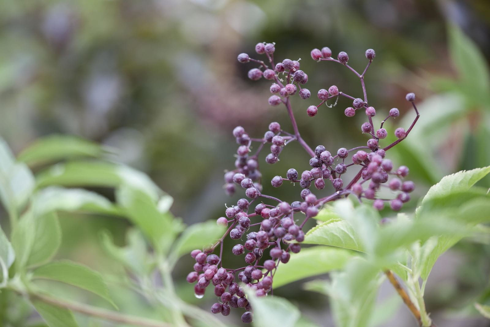 Schwarzer Holunder 'Haschberg' • Sambucus nigra 'Haschberg'