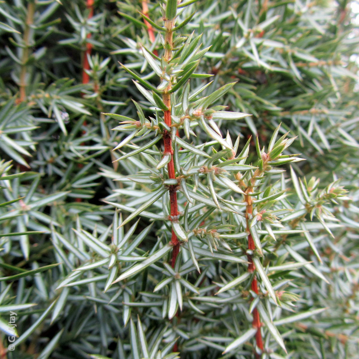 Irischer Säulenwacholder 'Hibernica' • Juniperus communis 'Hibernica' Ansicht 3
