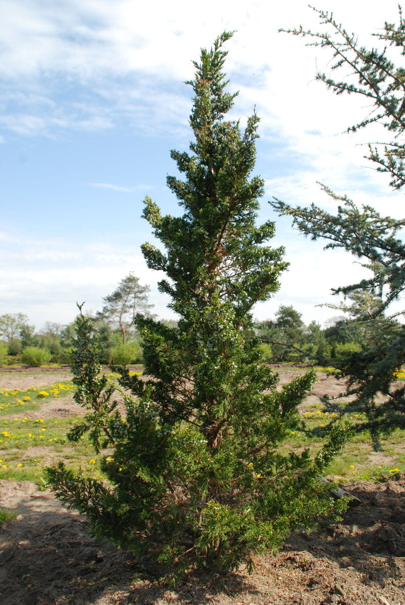 Dunkelgrüner Zypressenwacholder 'Canaertii' • Juniperus virginiana 'Canaertii'