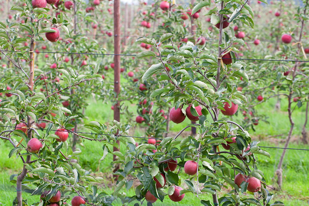 Apfel 'Jonagold' • Malus 'Jonagold' Containerware Halbstamm Ansicht 3