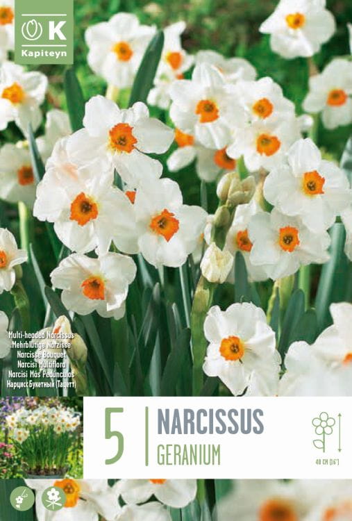 Blumenzwiebel - Narcissus 'Geranium' 5er Packung