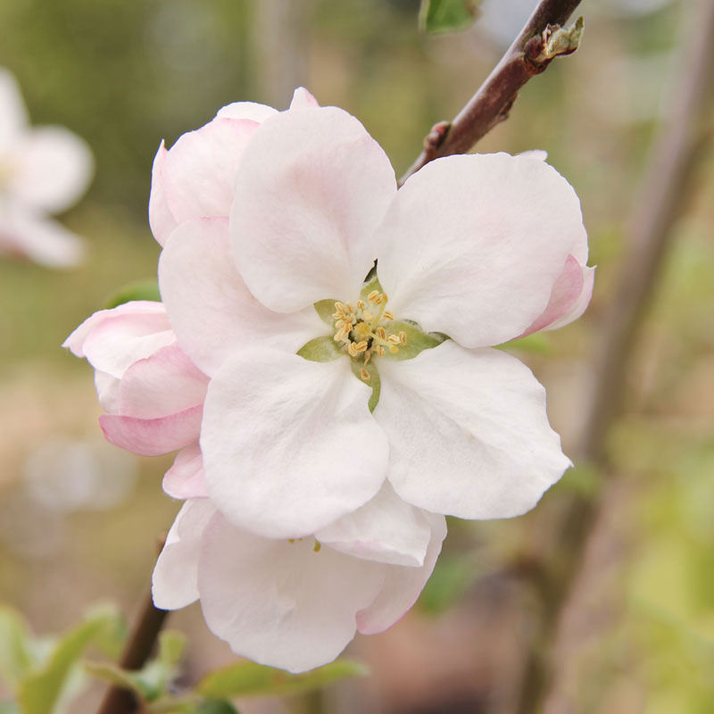 Apfel 'Gravensteiner' • Malus 'Gravensteiner'