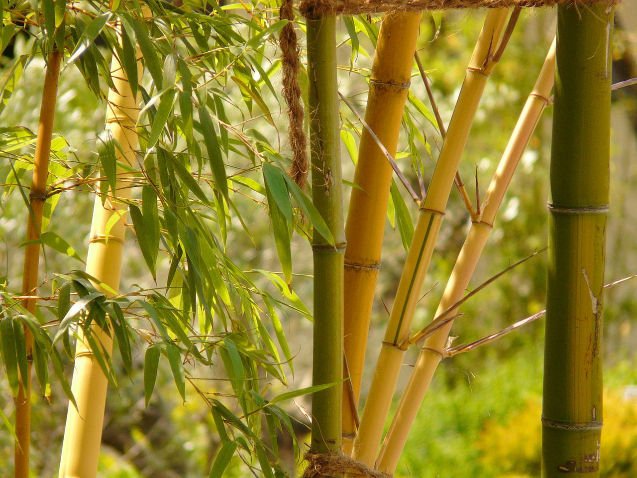 Goldener Peking Bambus • Phyllostachys aureosulcata 'Aureocaulis' Ansicht 2