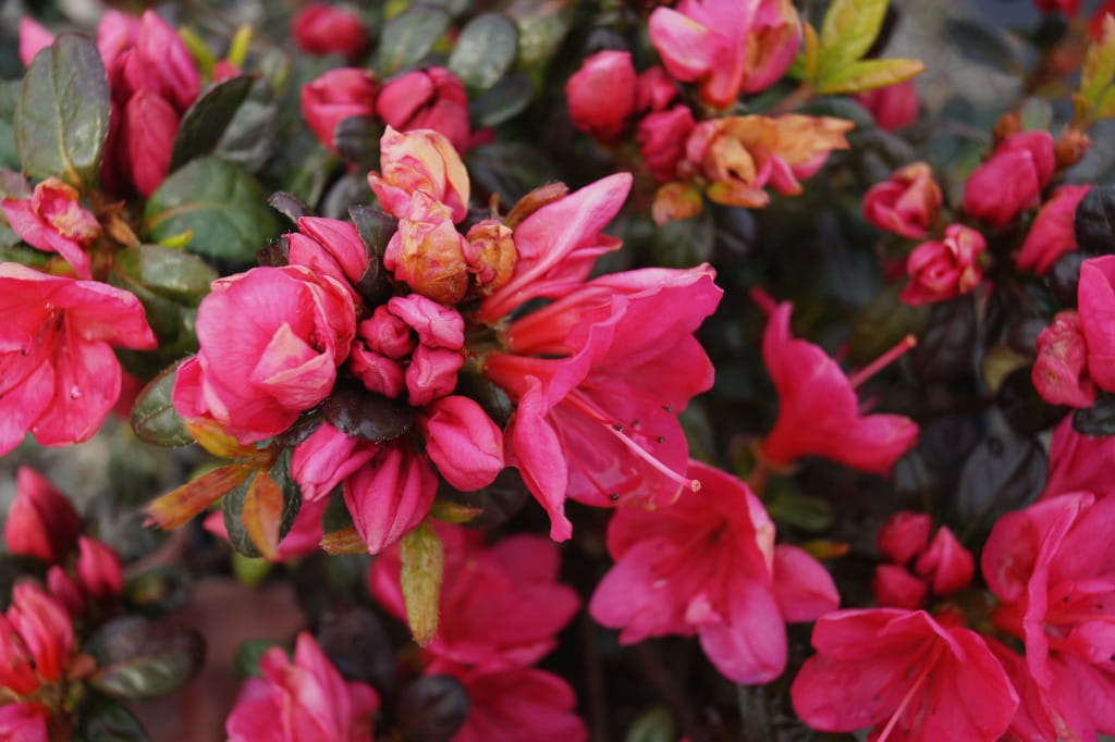 Japanische Azalee 'Canzonetta' • Rhododendron obtusum 'Canzonetta' Ansicht 1