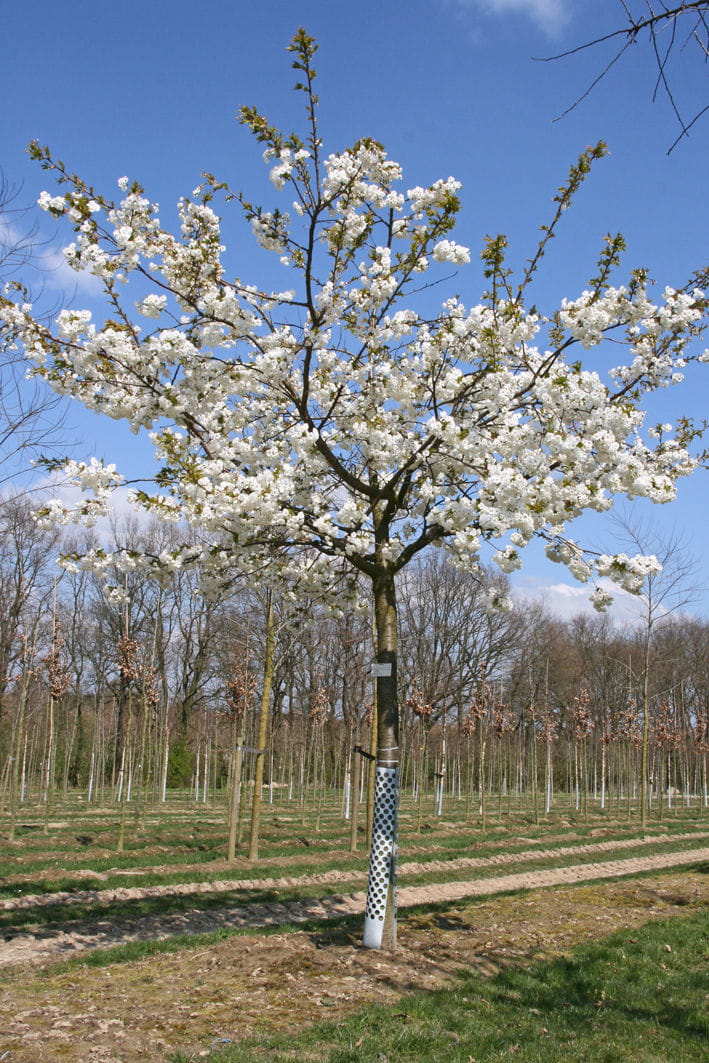 Fudschijama-Kirsche 'Shirotae' • Prunus serrulata 'Shirotae' Ansicht 5