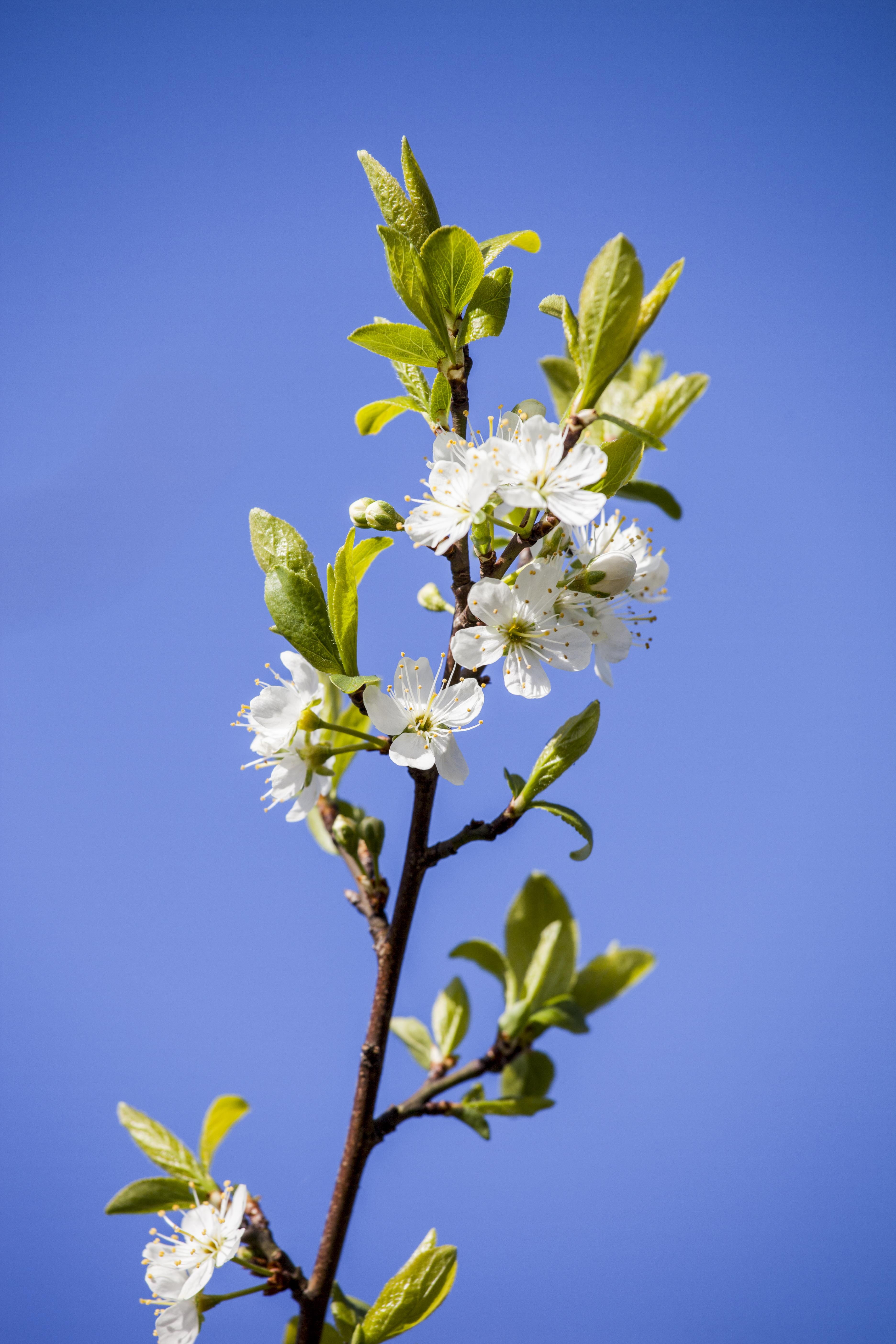 Mirabelle 'Miroma'® • Prunus syriaca 'Miroma'® Ansicht 1