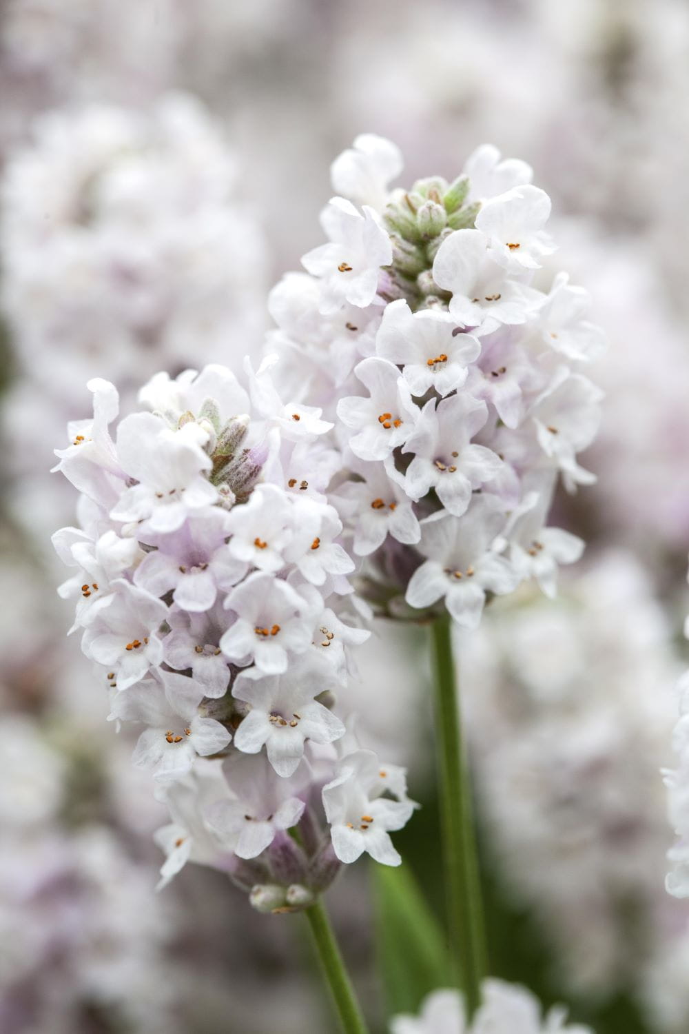 Lavendel 'Arctic Snow'  • Lavandula angustifolia 'Arctic Snow'