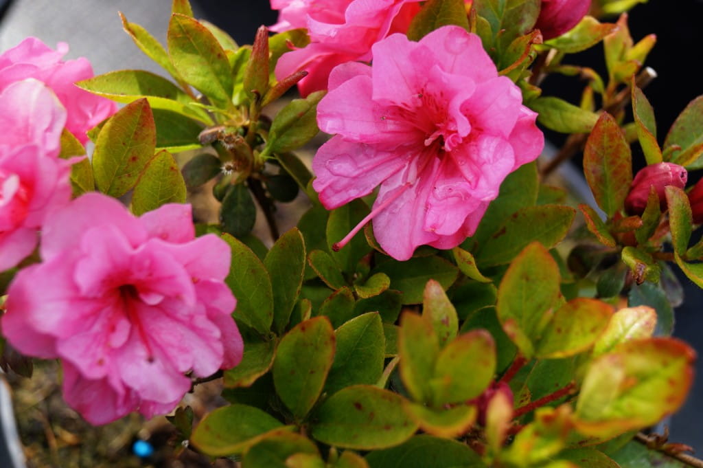 Japanische Azalee 'Babuschka'® • Rhododendron obtusum 'Babuschka'® Ansicht 1