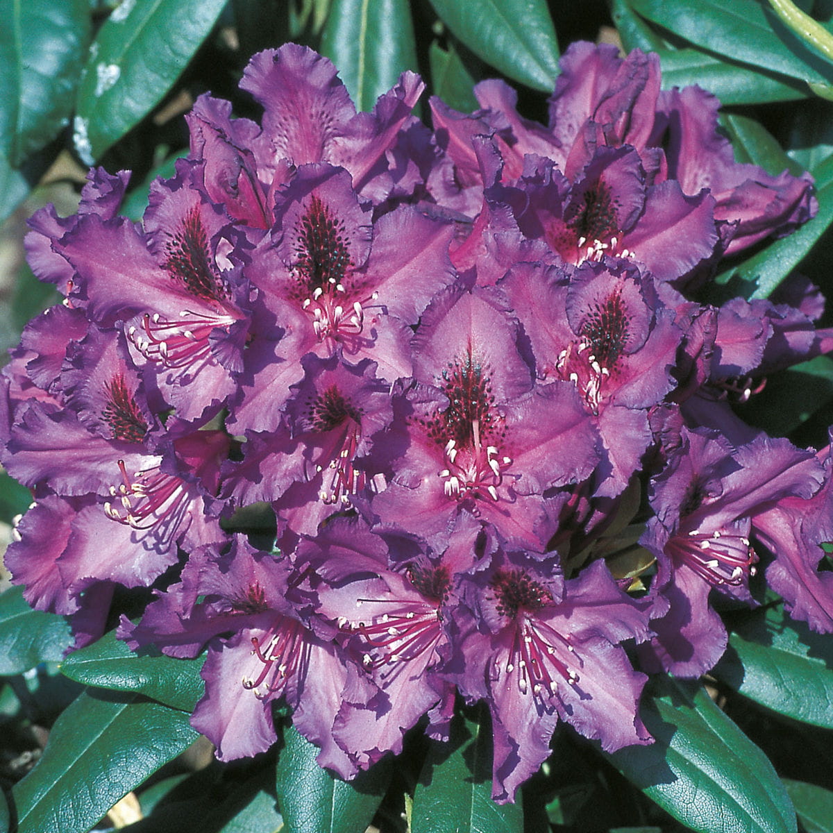 Rhododendron 'Mogambo' • Rhododendron Hybride 'Mogambo' Ansicht 1