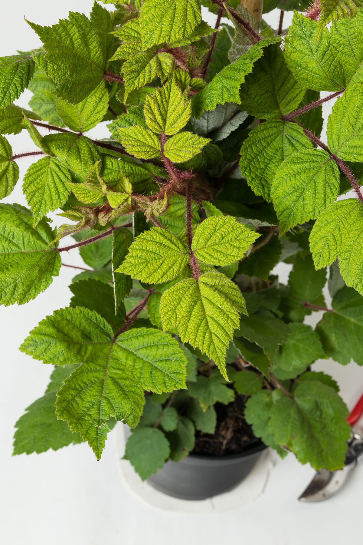 Japanische Weinbeere • Rubus phoenicolasius Ansicht 6