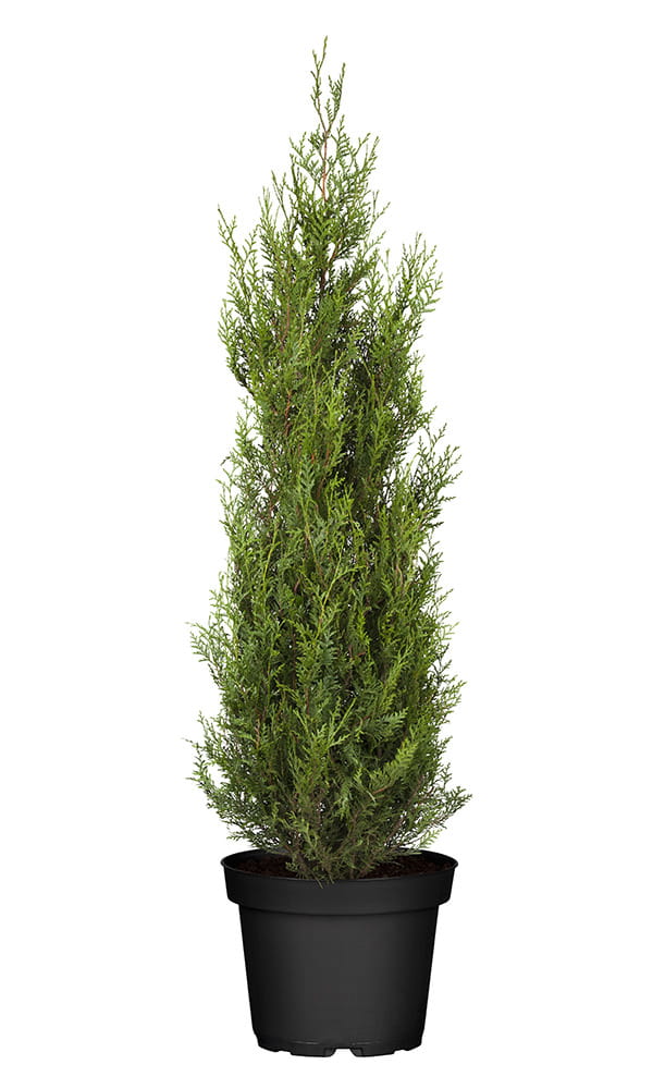Riesen-Lebensbaum 'Atrovirens' • Thuja plicata 'Atrovirens' Ansicht 6