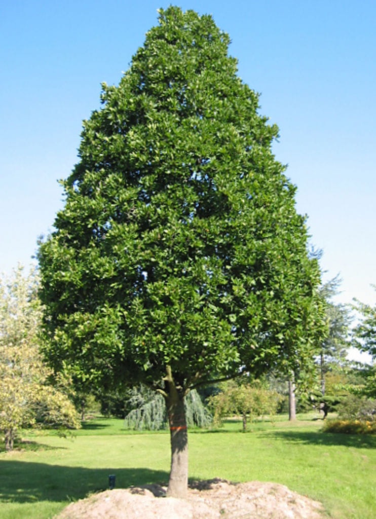 Immergrüne Eiche • Quercus turneri 'Pseudoturneri' Ansicht 5
