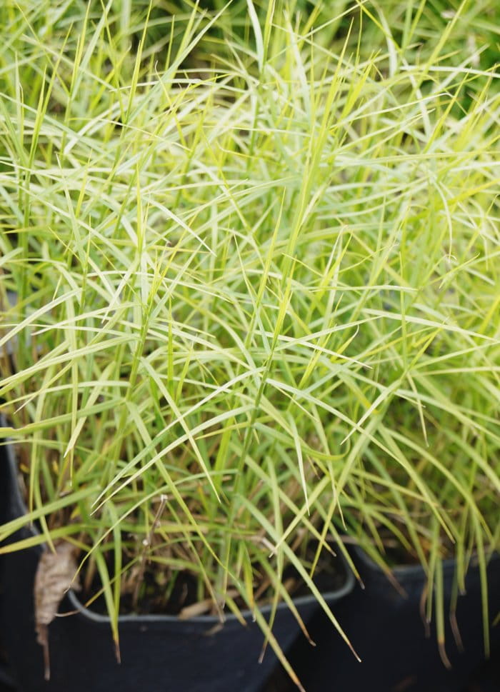 Palmwedel-Segge kaufen