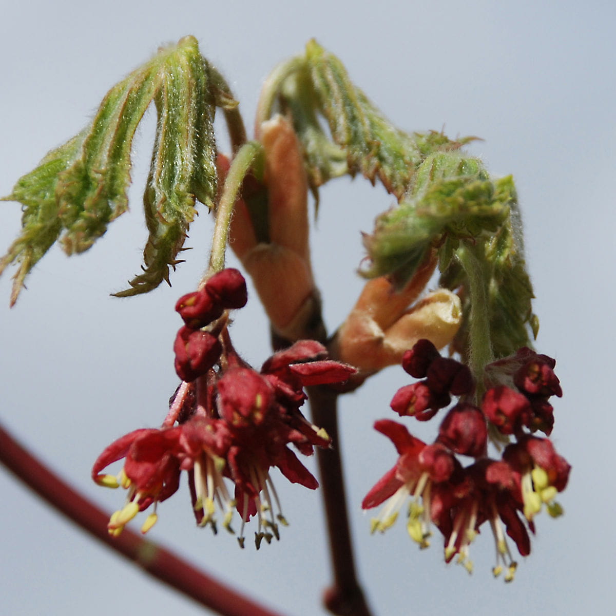 Japanischer Feuerahorn 'Aconitifolium' • Acer japonicum 'Aconitifolium' Ansicht 5
