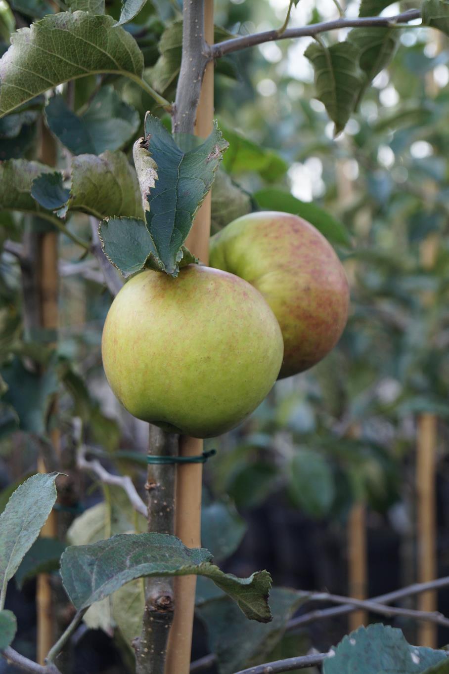 Apfel 'Jonagold' • Malus 'Jonagold' Containerware Halbstamm Ansicht 6