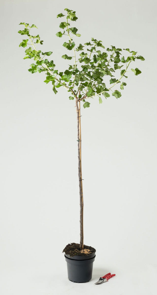 Jostabeere • Ribes x nidigrolaria 'Jostabeere' Containerware Stämmchen 80-90 cm Ansicht 2