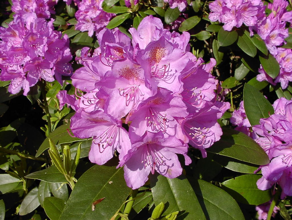 Rhododendron 'Purpureum Grandiflorum' • Rhododendron Hybr. 'Purpureum Grandiflorum' Ansicht 1