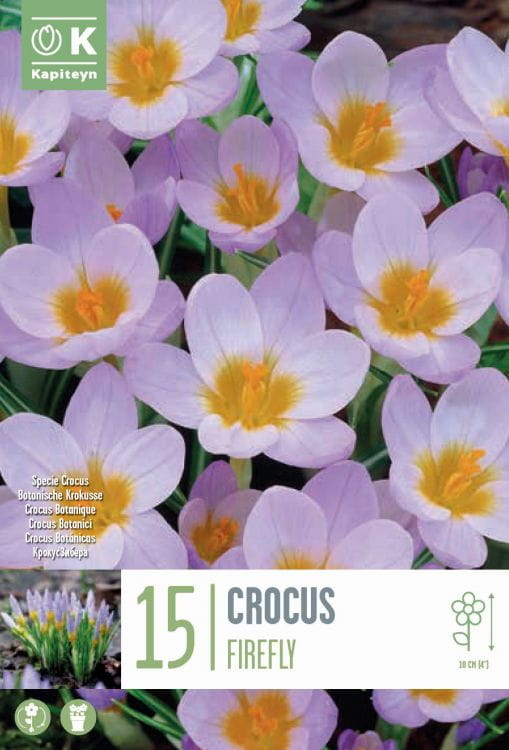 Blumenzwiebel - Crocus sieberi 'Firefly' 15er Packung