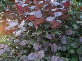 Haselnuss 'Rotblättrige Zellernuss' • Corylus avellana 'Rotblättrige Zellernuss' Containerware 150-200 cm hoch, Solitärpflanze Ansicht 4