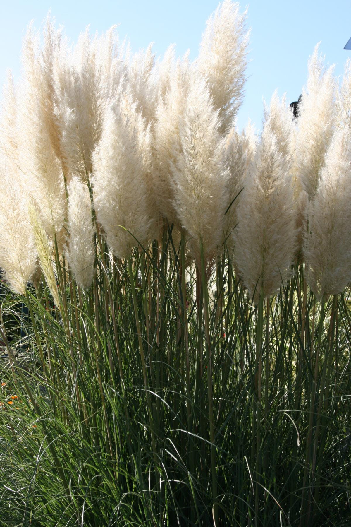 Kleines Pampasgras 'Pumila' • Cortaderia selloana 'Pumila'