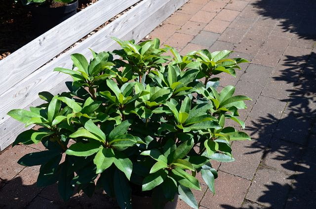 Rhododendron 'Junifeuer' • Rhododendron Hybride 'Junifeuer'