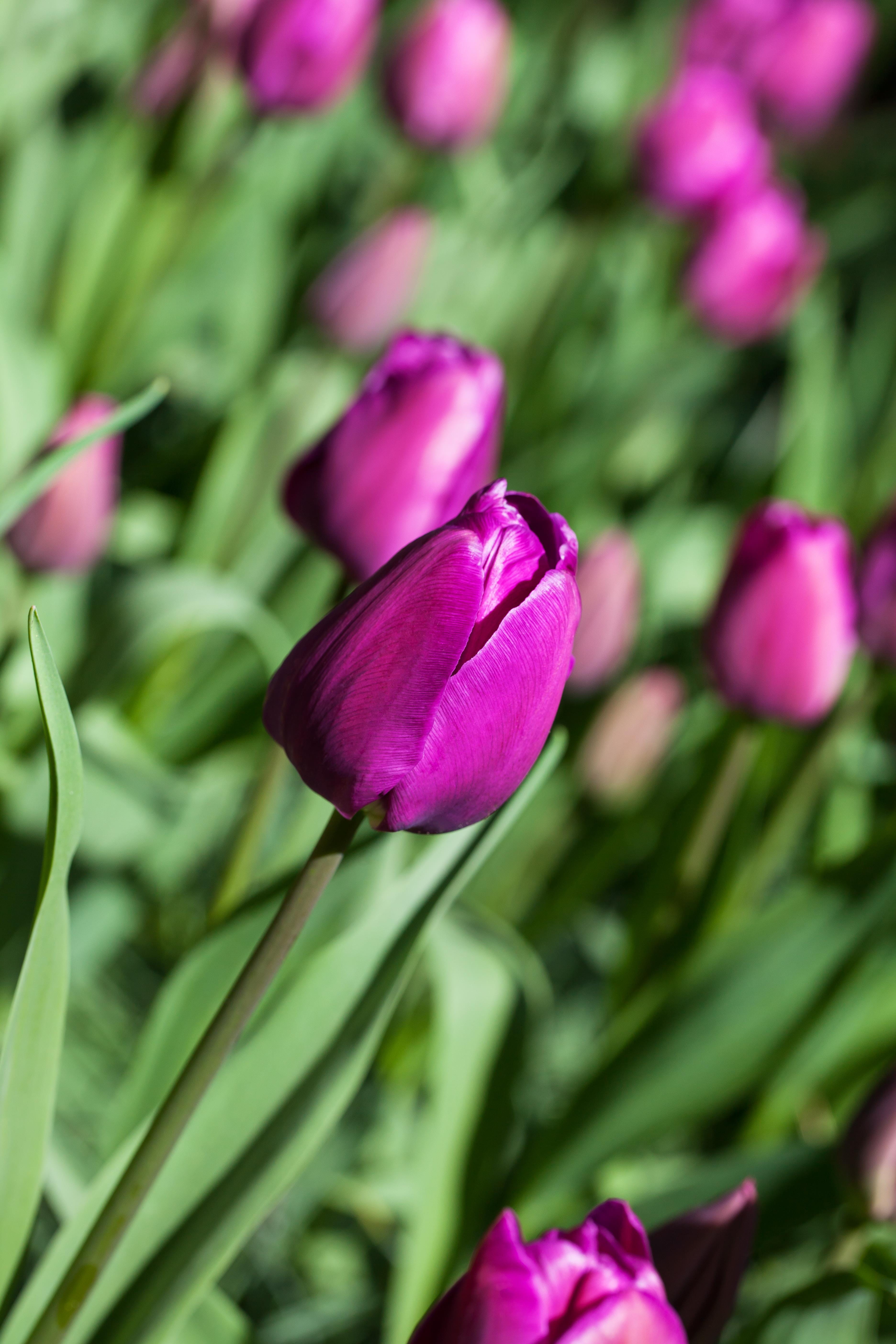 Blumenzwiebel - Tulipa 'Negrita' 10er Packung