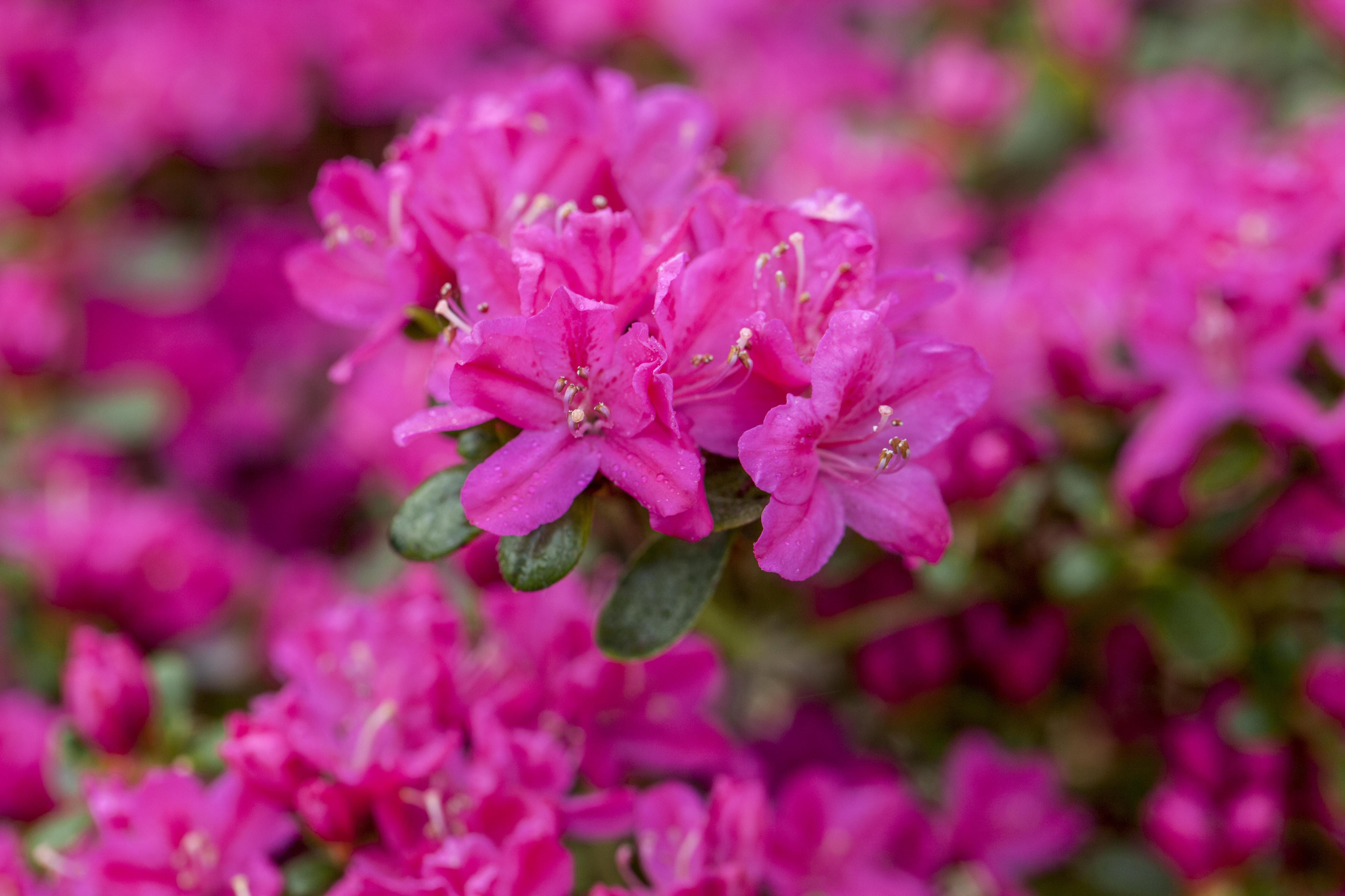 Japanische Azalee 'Kermesina' • Rhododendron obtusum 'Kermesina'