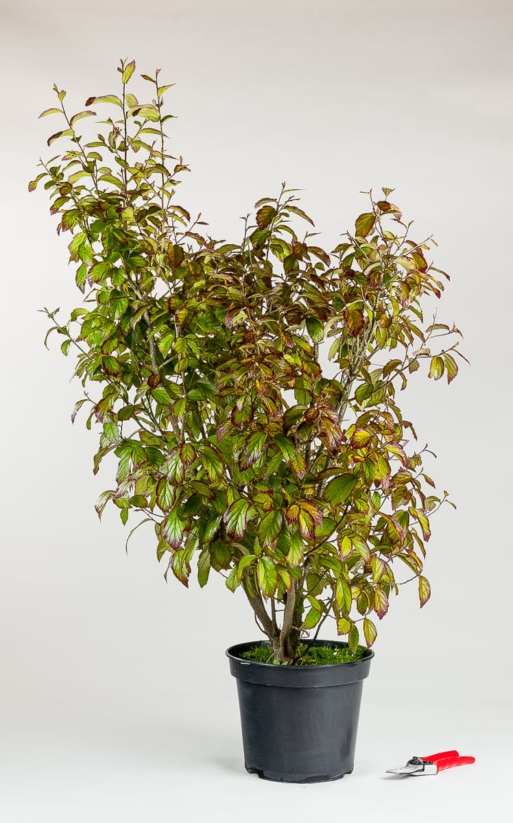Eisenholzbaum 'Persian Spire' • Parrotia persica 'Persian Spire'