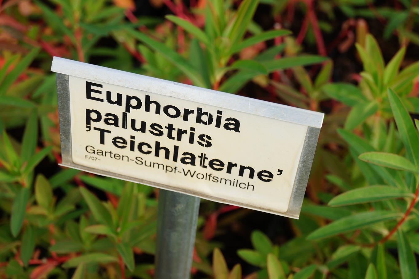 Sumpf-Wolfsmilch • Euphorbia palustris Ansicht 2