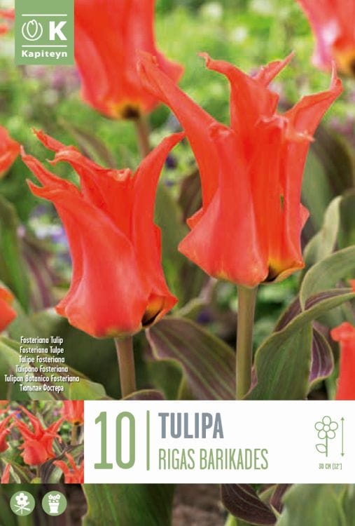 Blumenzwiebel - Tulipa 'Rigas Barikadas' 10er Packung