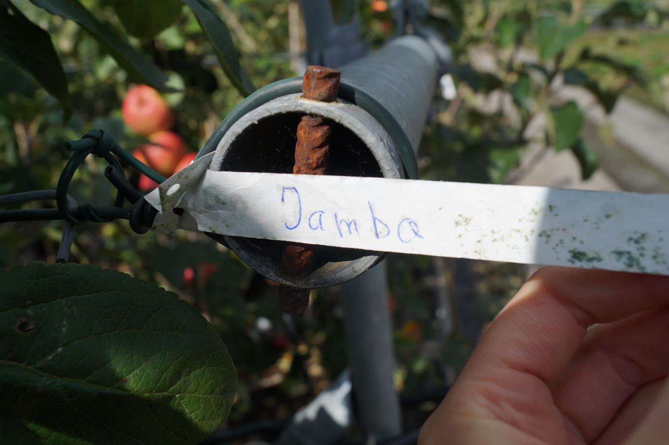 Apfel 'Jamba 69' • Malus 'Jamba 69' Ansicht 5