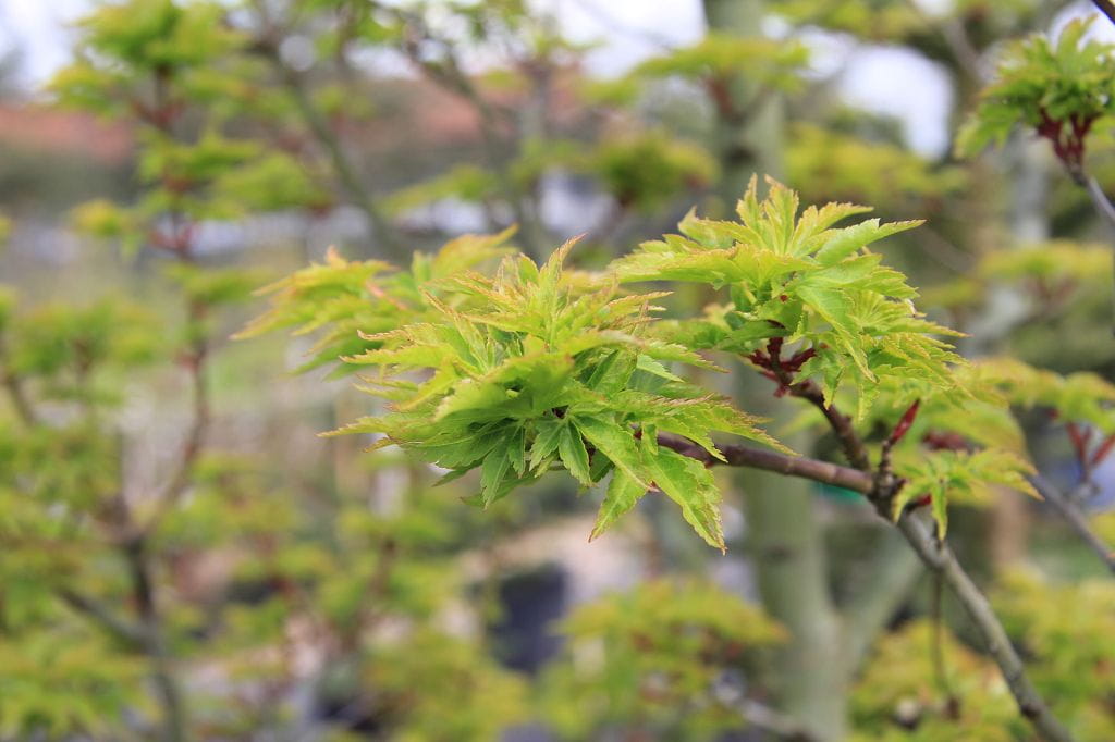 Fächerahorn 'Shishigashira' • Acer palmatum 'Shishigashira' Ansicht 4