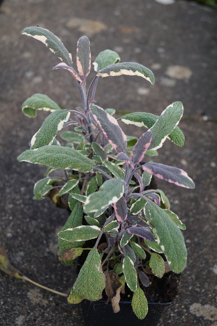 Garten-Salbei Tricolor • Salvia officinalis Tricolor Ansicht 8
