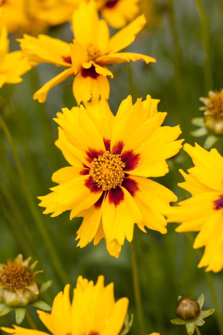 Zwerg Mädchenauge 'Sterntaler' • Coreopsis lanceolata 'Sterntaler' Ansicht 4