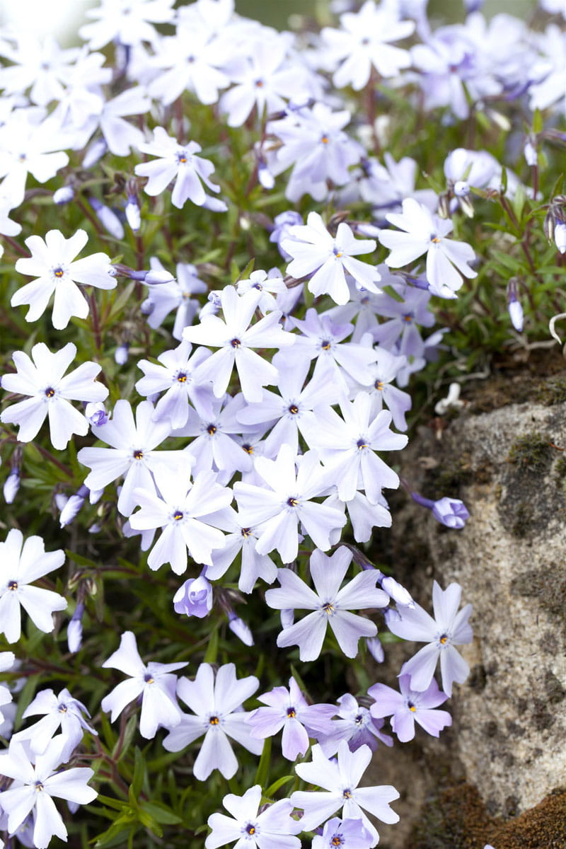 Teppich-Flammenblume Emerald 'Cushion Blue' • Phlox subulata Emerald 'Cushion Blue'