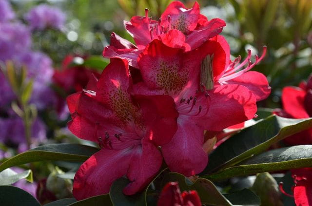 Rhododendron 'Junifeuer' • Rhododendron Hybride 'Junifeuer' Ansicht 2