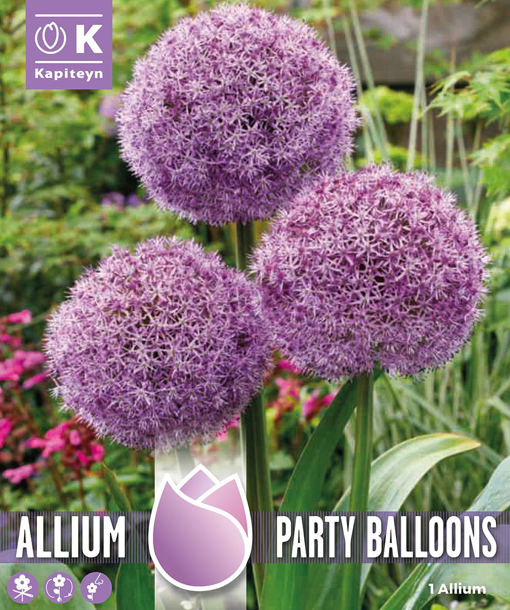 Blumenzwiebel - Allium x cultorum 'Party Balloons' 1er Packung