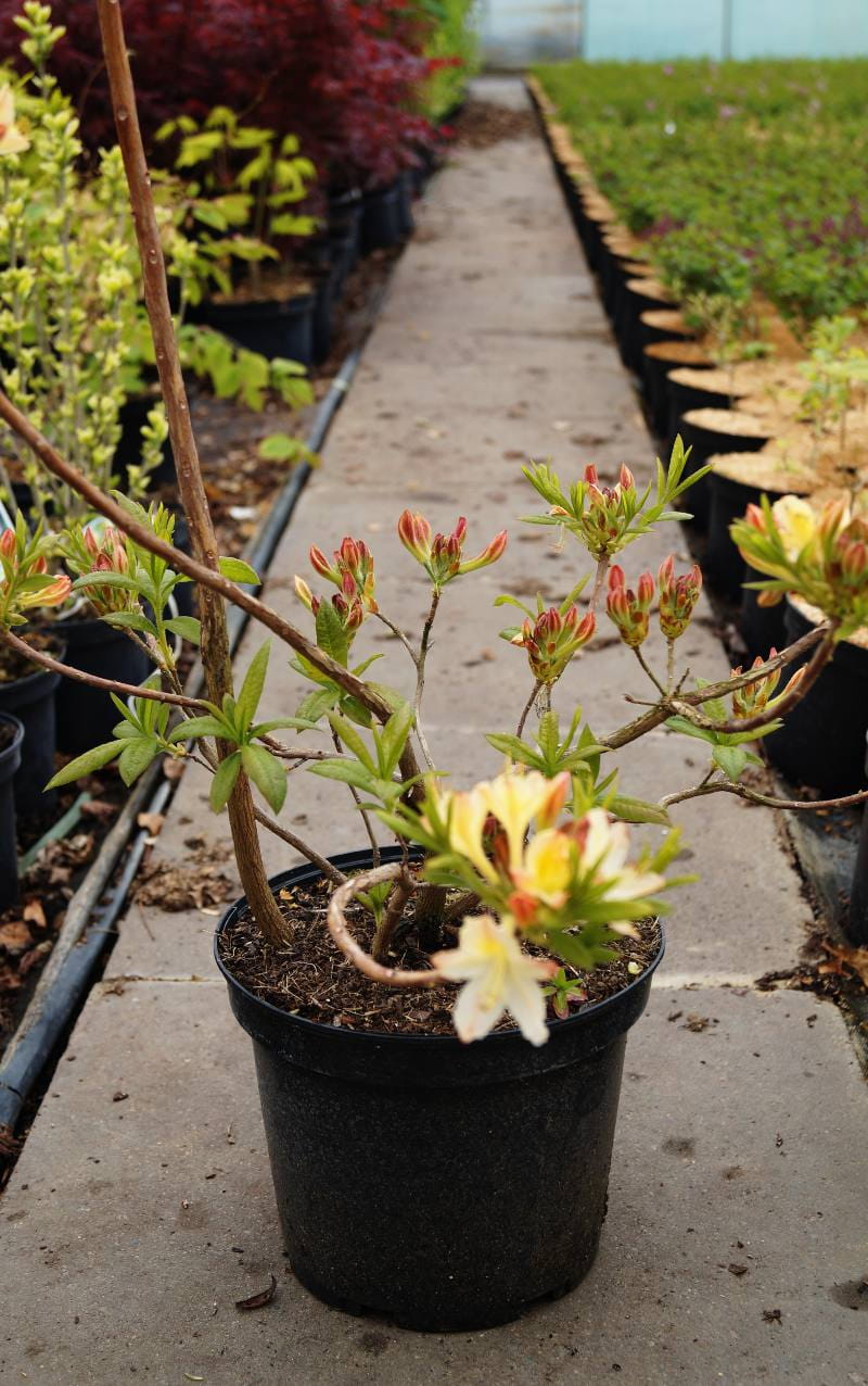 Sommergrüne Azalee 'Daviesii' • Rhododendron luteum 'Daviesii' Ansicht 3