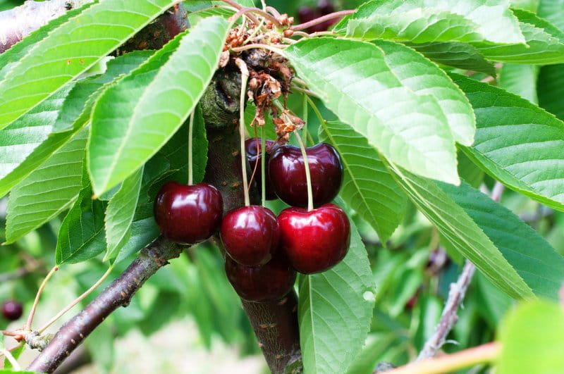 Süßkirsche 'Schneiders späte Knorpelkirsche' • Prunus avium 'Schneiders späte Knorpelkirsche'