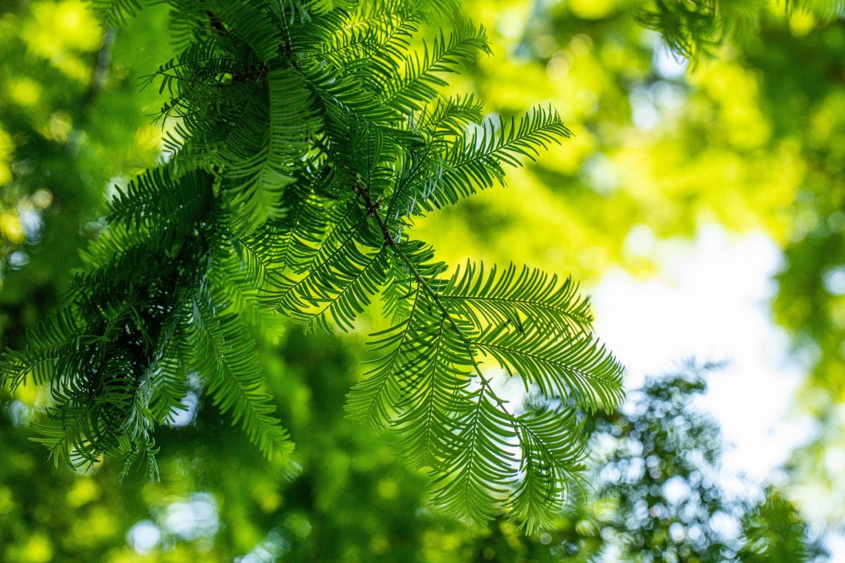 Urwelt-Mammutbaum • Metasequoia glyptostroboides Ansicht 2