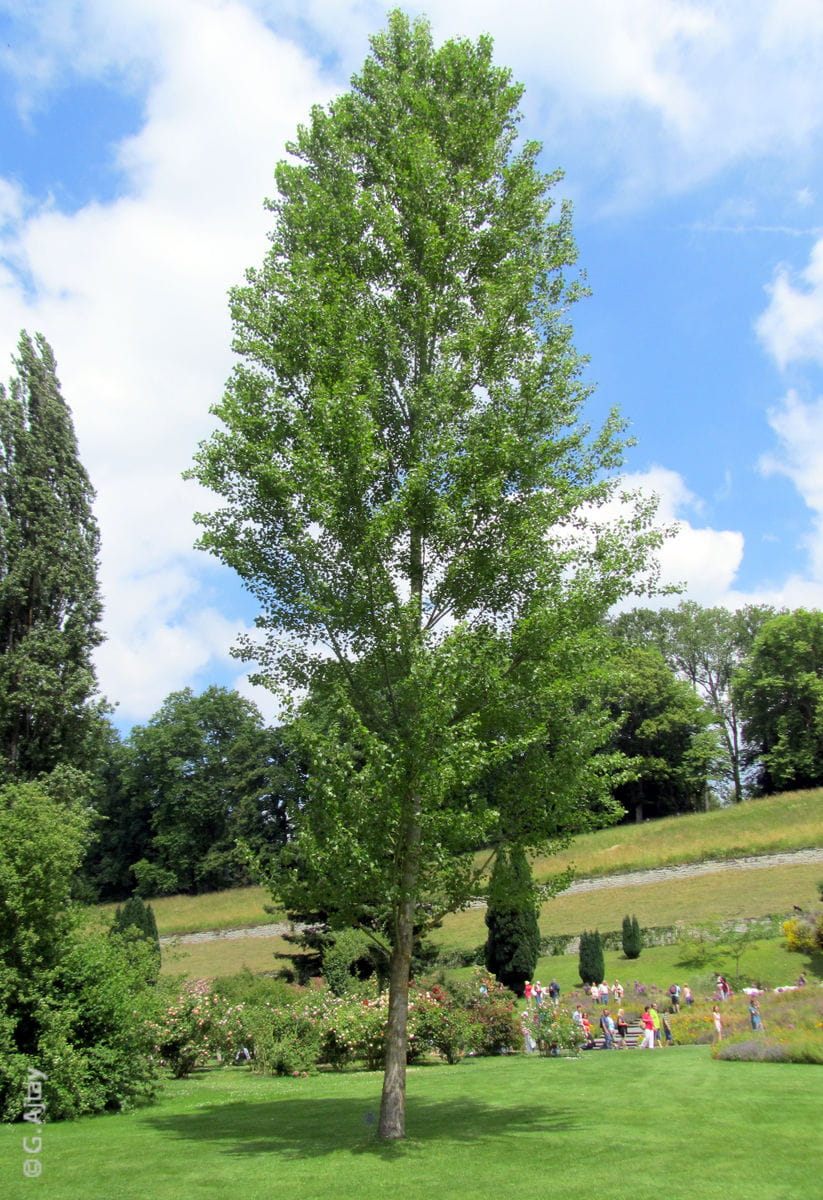 Schwarzpappel • Populus nigra Ansicht 4